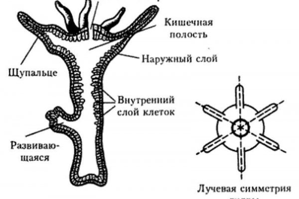 Кракен рабочее на сегодня сайт